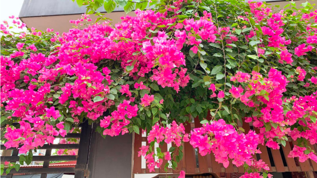 cây nên trồng giúp tăng thẩm mỹ và phong thủy cho biệt thự
