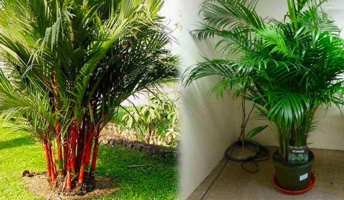 cây nên trồng giúp tăng thẩm mỹ và phong thủy cho biệt thự