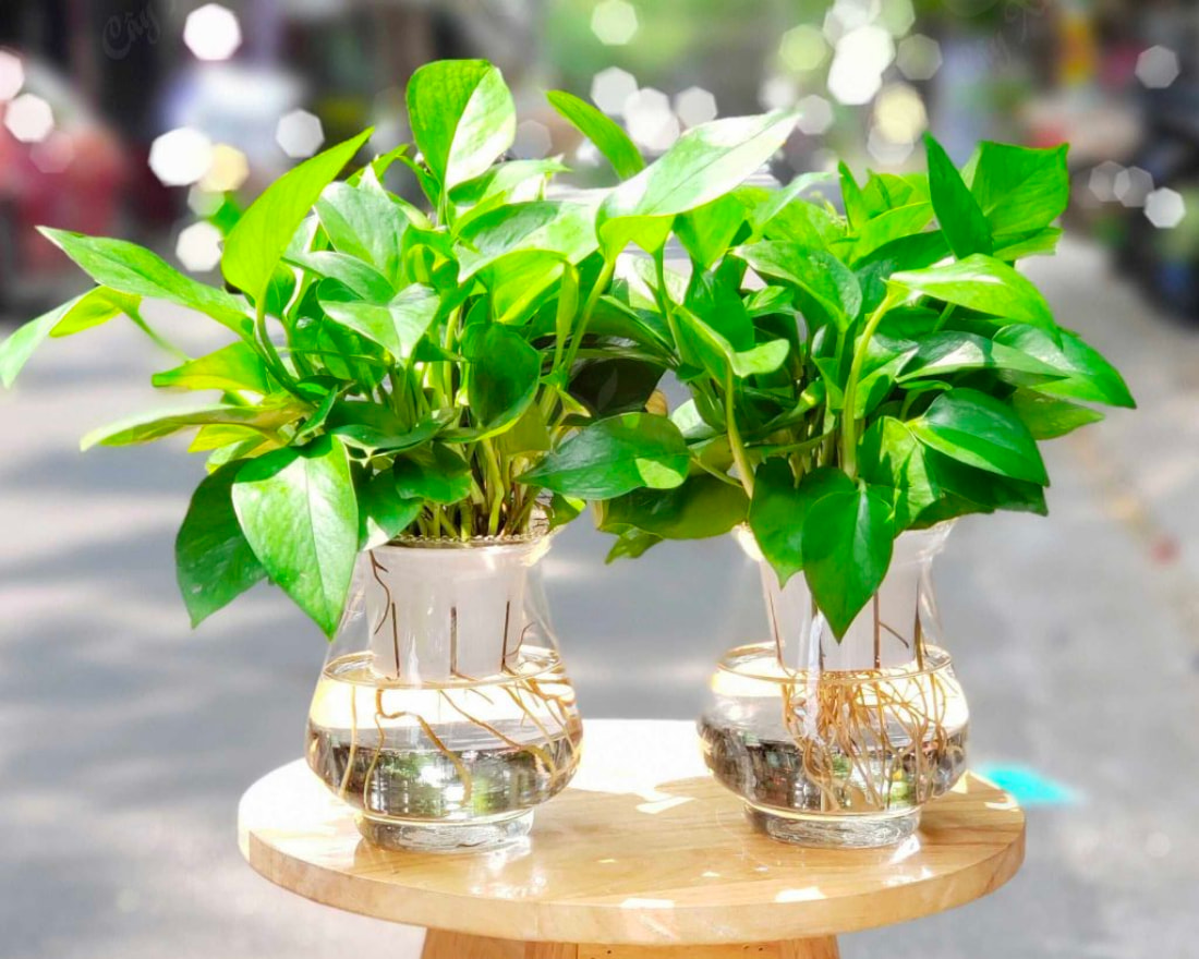 cây nên trồng giúp tăng thẩm mỹ và phong thủy cho biệt thự
