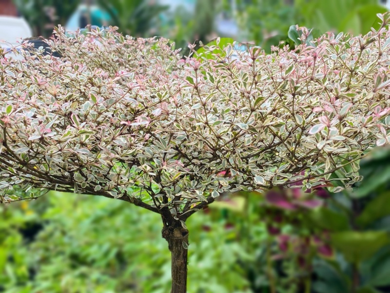 những c&acirc;y cảnh trong nh&agrave; dễ trồng gi&uacute;p thanh lọc kh&ocirc;ng kh&iacute;