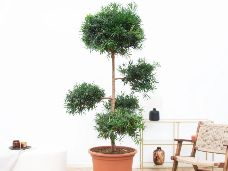 những c&acirc;y cảnh trong nh&agrave; dễ trồng gi&uacute;p thanh lọc kh&ocirc;ng kh&iacute;