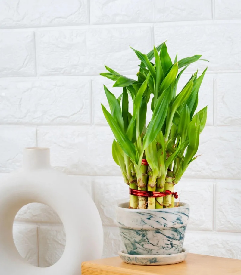 những c&acirc;y cảnh trong nh&agrave; dễ trồng gi&uacute;p thanh lọc kh&ocirc;ng kh&iacute;