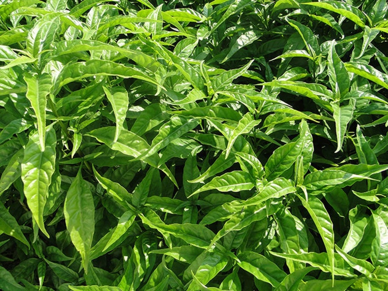 những c&acirc;y cảnh trong nh&agrave; dễ trồng gi&uacute;p thanh lọc kh&ocirc;ng kh&iacute;