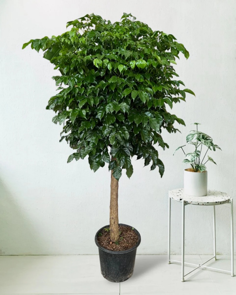 những c&acirc;y cảnh trong nh&agrave; dễ trồng gi&uacute;p thanh lọc kh&ocirc;ng kh&iacute;