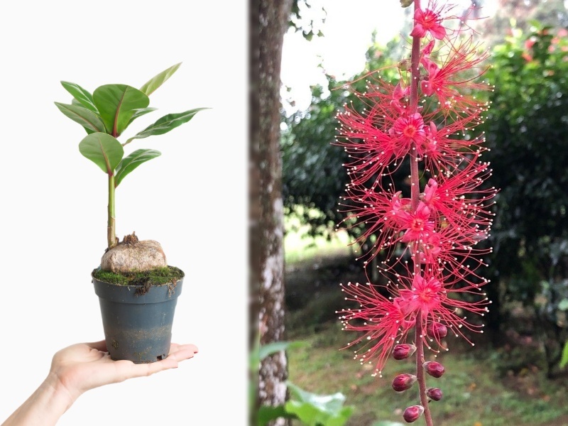 những c&acirc;y cảnh trong nh&agrave; dễ trồng gi&uacute;p thanh lọc kh&ocirc;ng kh&iacute;
