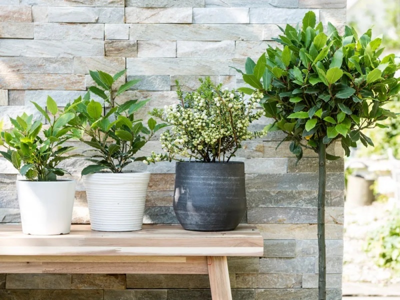 những c&acirc;y cảnh trong nh&agrave; dễ trồng gi&uacute;p thanh lọc kh&ocirc;ng kh&iacute;