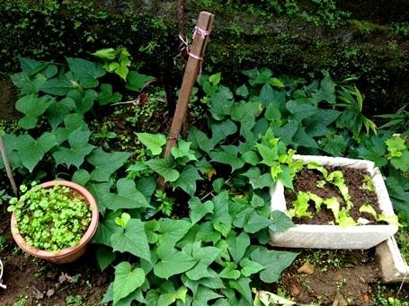 cách trồng rau trên sân thượng