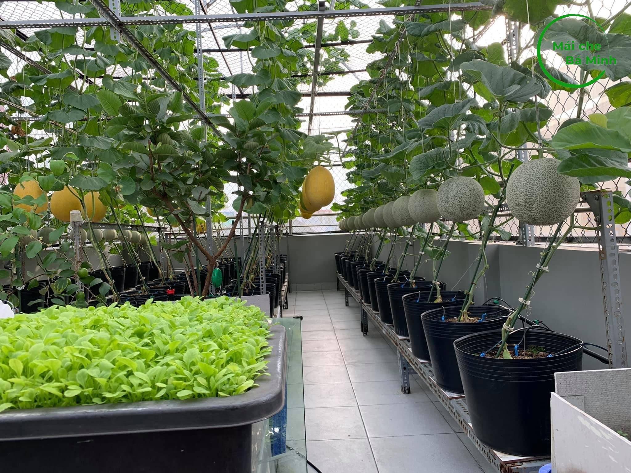 cách trồng rau trên sân thượng